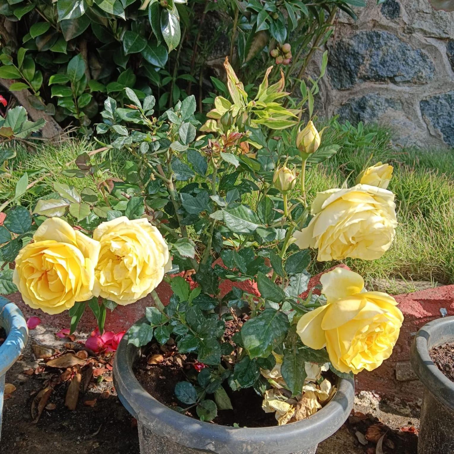 Kodai Riya Paradise Kodaikanal Eksteriør billede