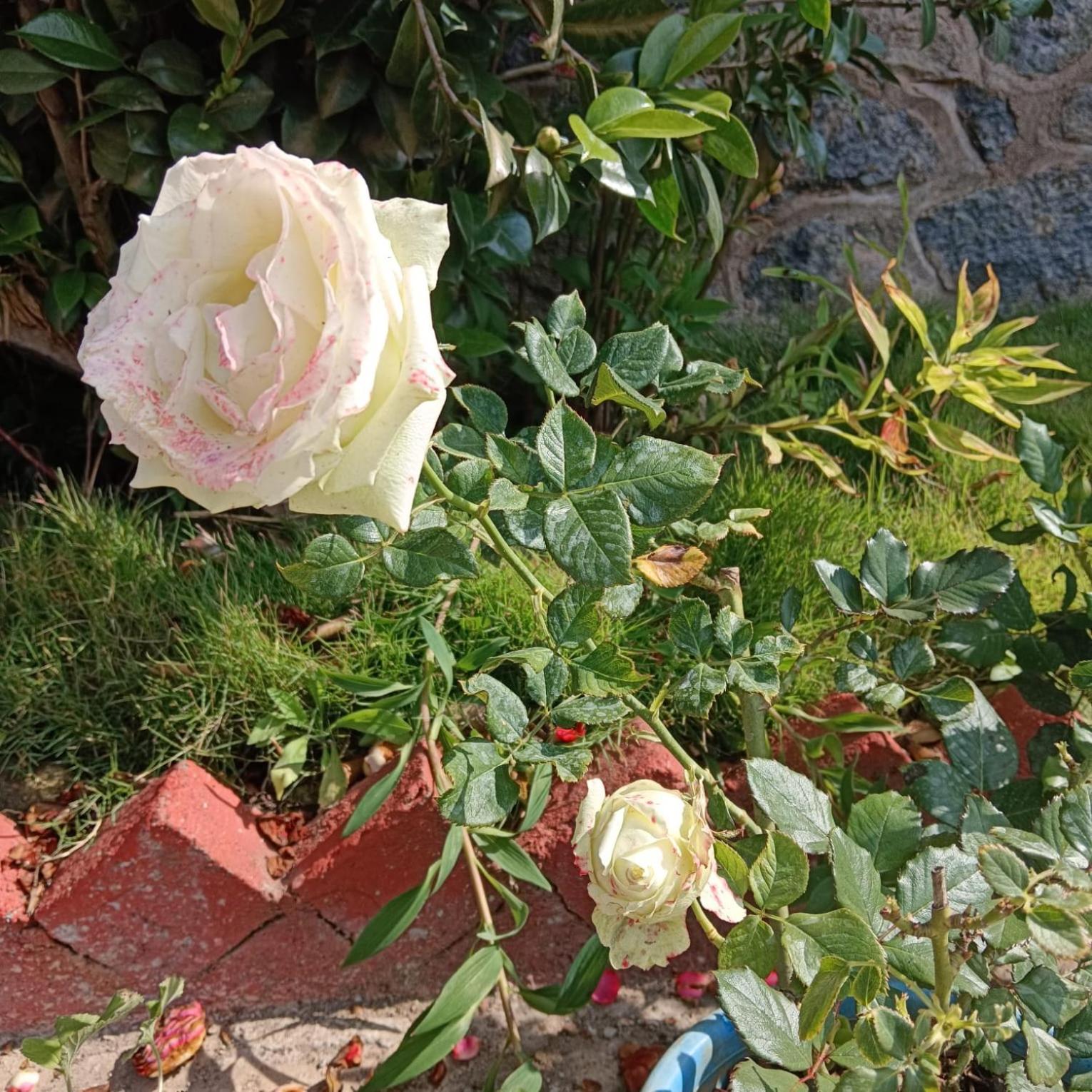 Kodai Riya Paradise Kodaikanal Eksteriør billede