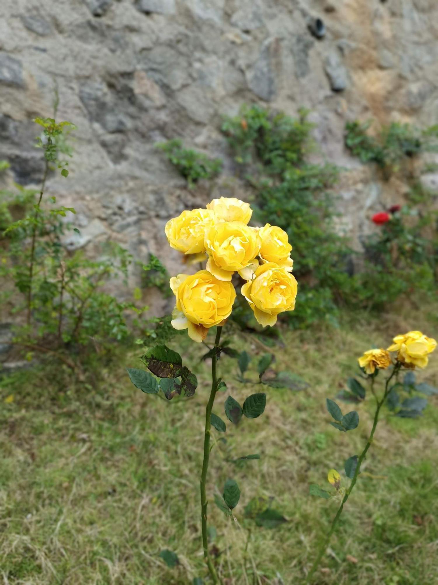 Kodai Riya Paradise Kodaikanal Eksteriør billede