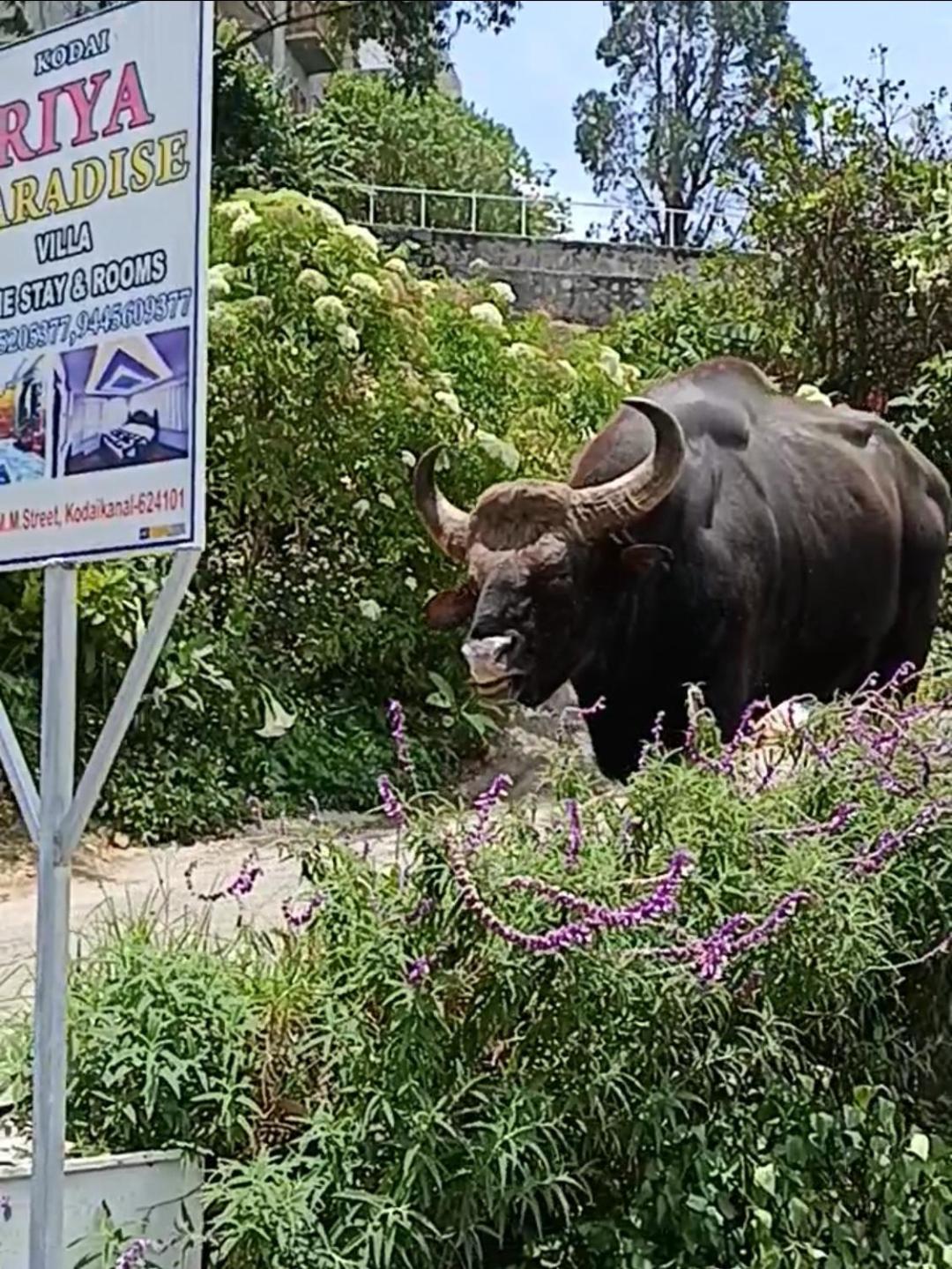 Kodai Riya Paradise Kodaikanal Eksteriør billede