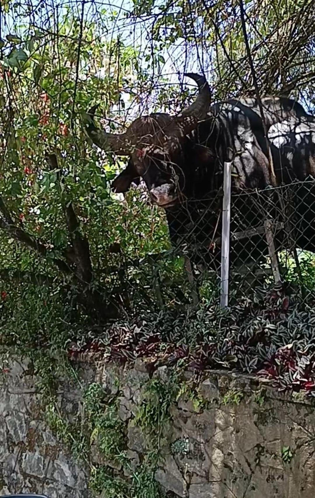 Kodai Riya Paradise Kodaikanal Eksteriør billede